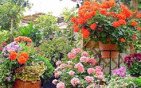 gerani - fiori da mangiare