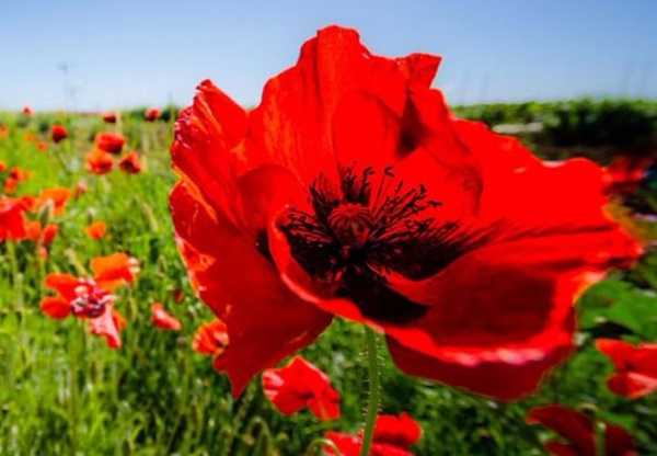 fiori rossi da mangiare