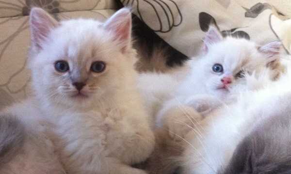 gatto ragdoll cuccioli
