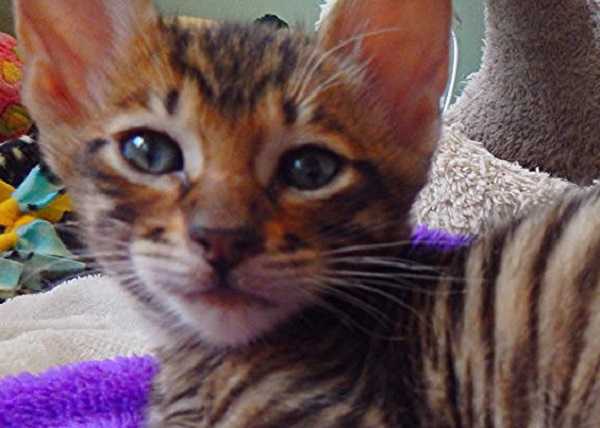 gatto toyger1