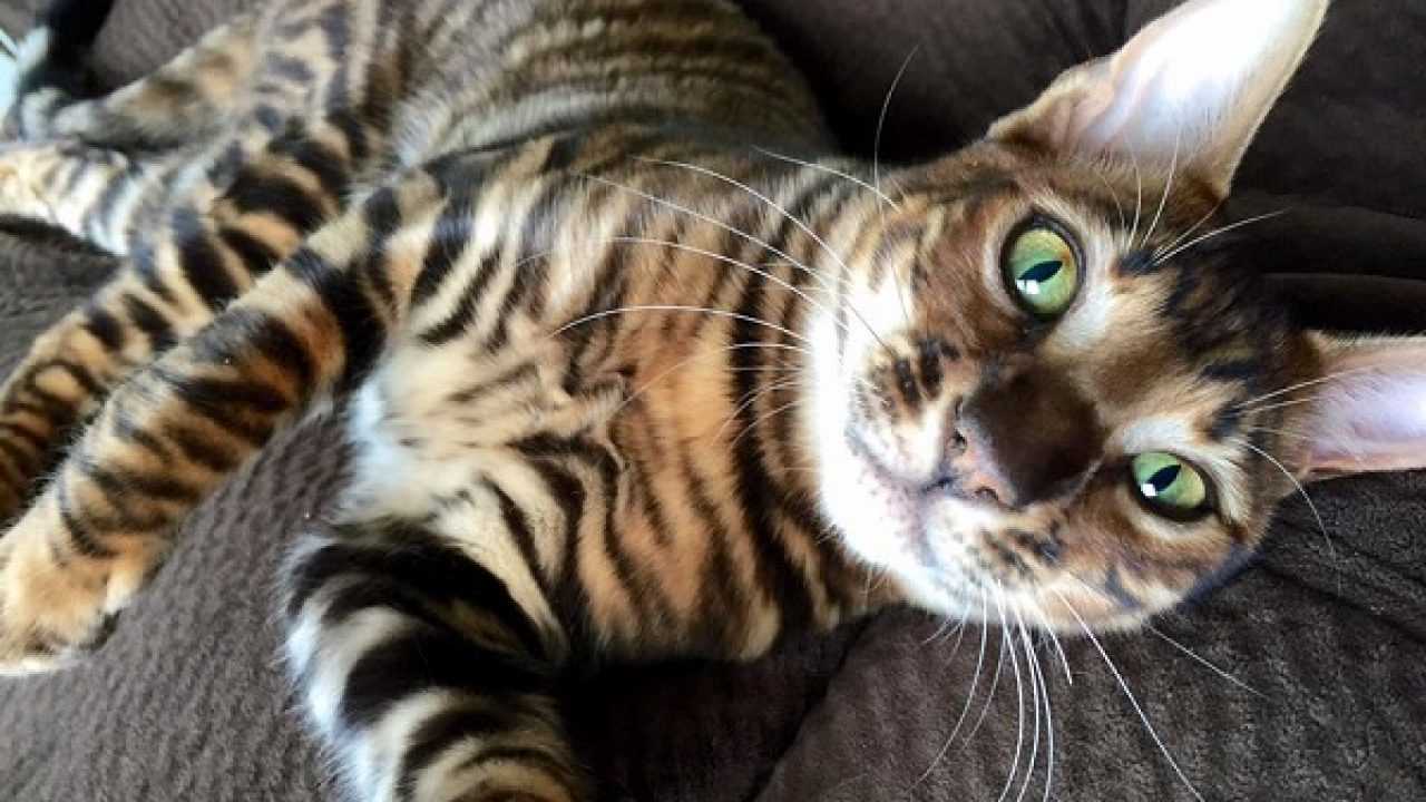 Gatto Toyger Origine Carattere Allevamenti E Prezzo Idee Green