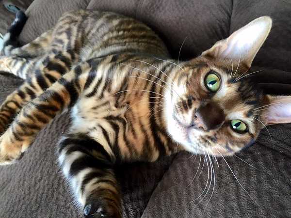 gatto toyger3