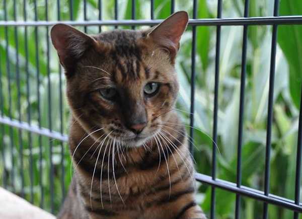 gatto toyger4