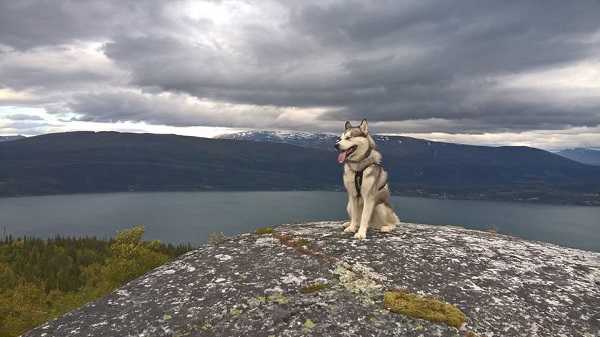 Alaskan Malamute