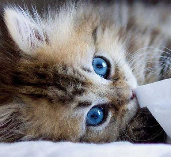 malattie infettive gatti 1