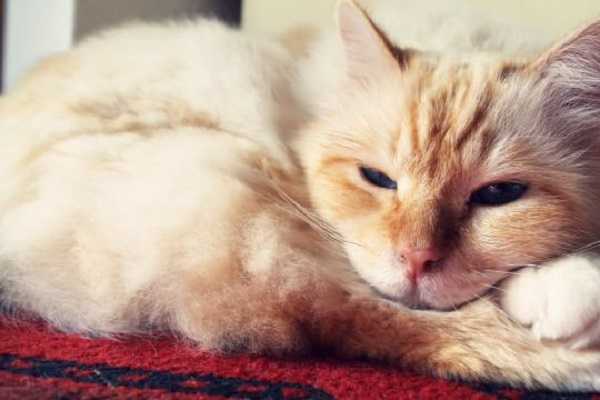 malattie infettive gatti 2