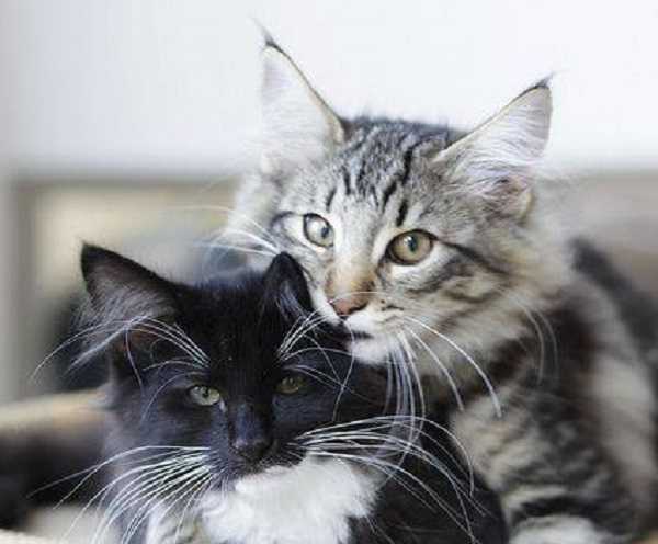 malattie infettive gatti 3