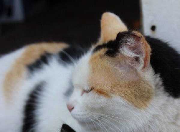 malattie infettive gatti 5