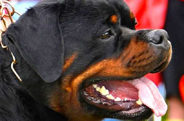 rottweiler: muso, denti e lingua rottweiler: muso, denti e lingua