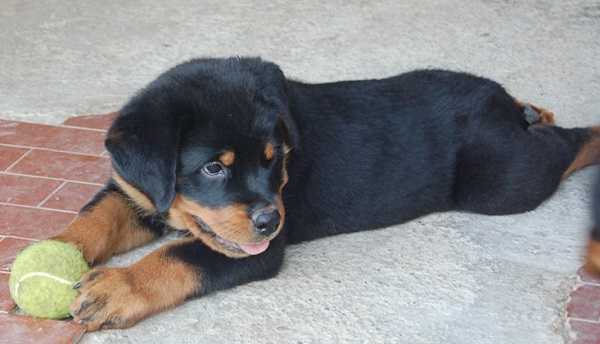cucciolo di rottweiler cucciolo di rottweiler