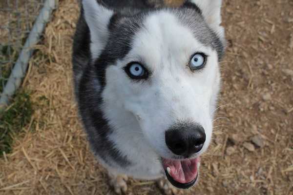 siberianhusky4