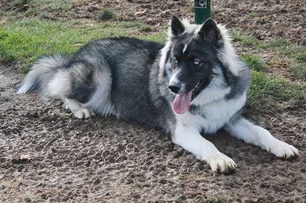 siberianhusky6