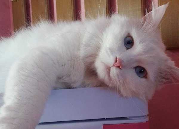 sterelizzazione gatto maschio1