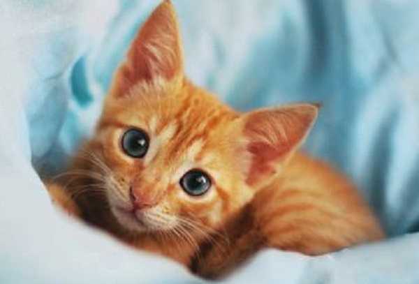 sterelizzazione gatto maschio4