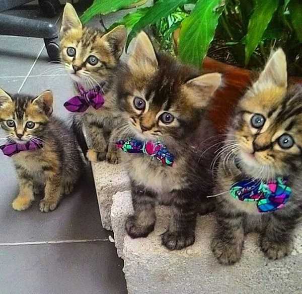 sterelizzazione gatto maschio5