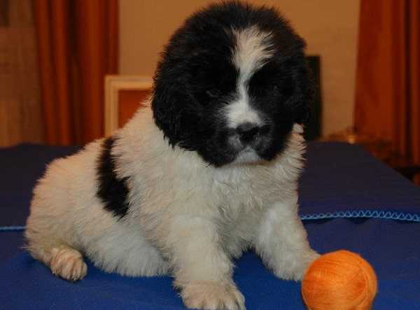 Cane Terranova: aspetto Cane Terranova: aspetto