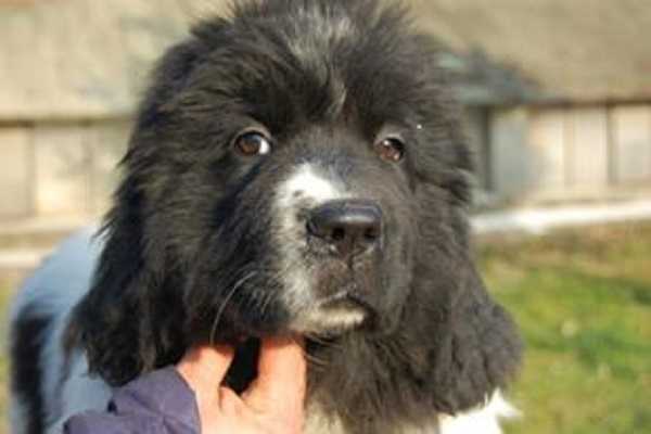 Cane Terranova: cure Cane Terranova: cure