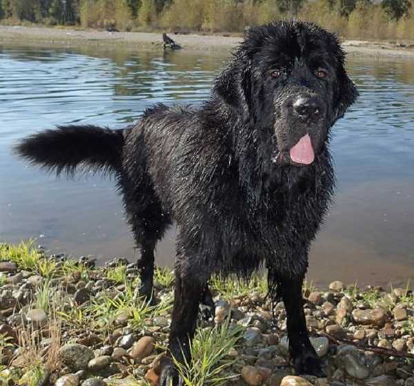 Cane Terranova Idee Green