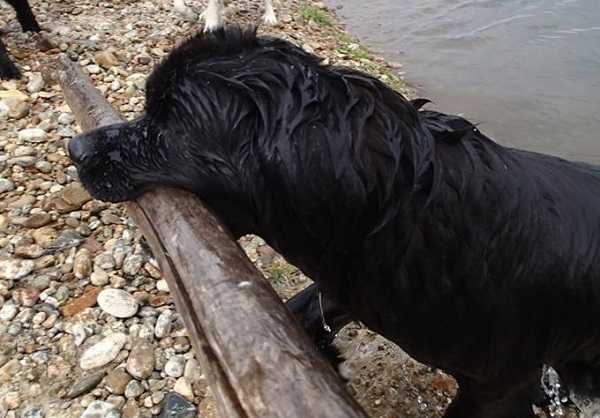 Cane Terranova: carattere Cane Terranova: carattere