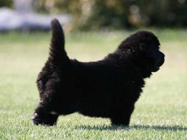 Cane Terranova: aspetto Cane Terranova: aspetto