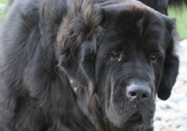 Cane Terranova: origini Cane Terranova: origini