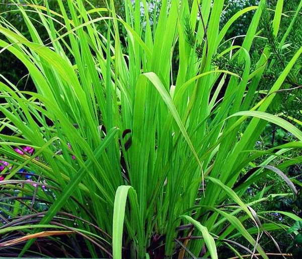 Olio Essenziale di Palmarosa