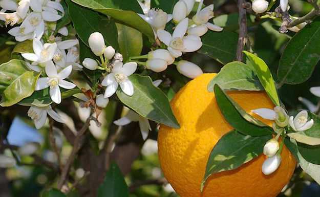 olio essenziale petitgrain