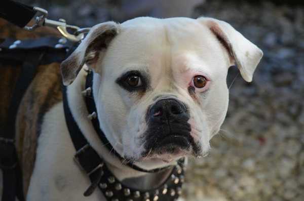 american bulldog