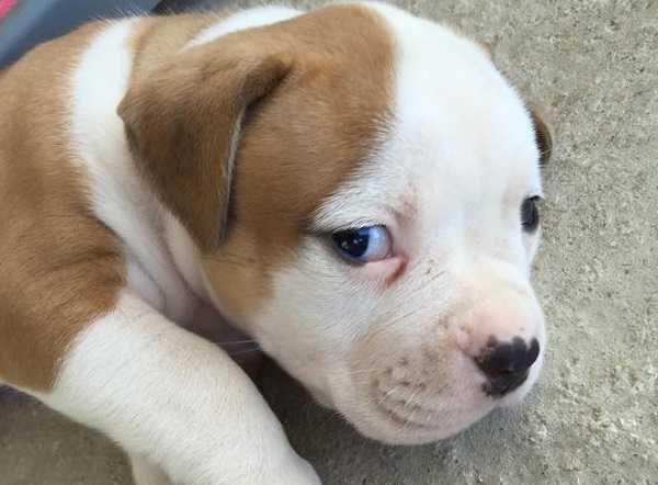 american bulldog prezzo