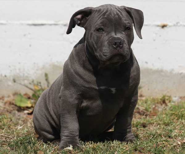 american bully standard
