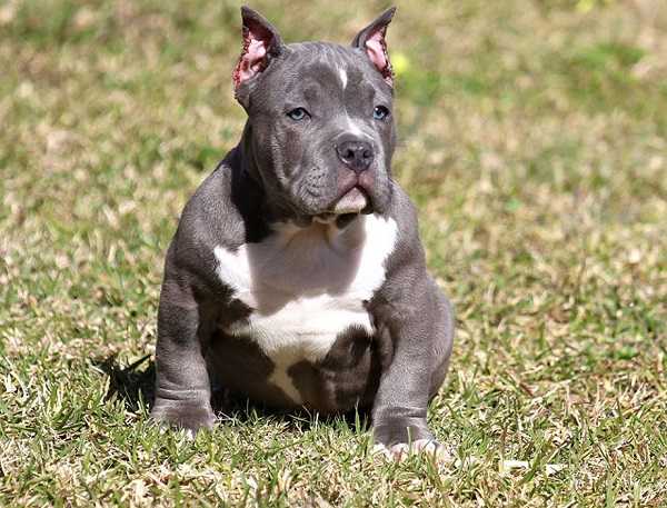 american bully
