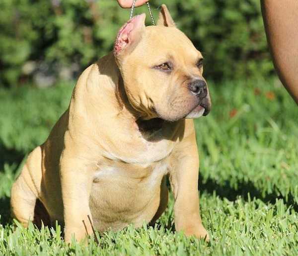 american bully pocket