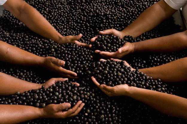 bacche di acai opinioni