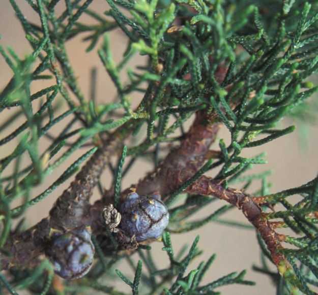 cipresso olio essenziale cipresso olio essenziale