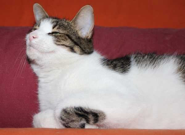 comportamento dei gatti