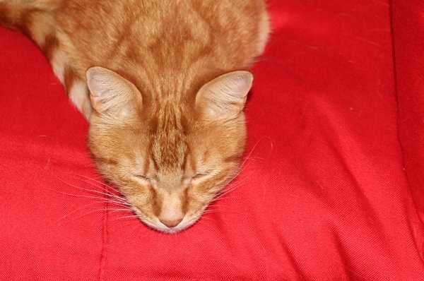 comportamento gatti allarmanti