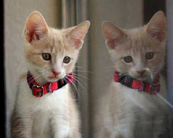 comportamento gatti gelosi