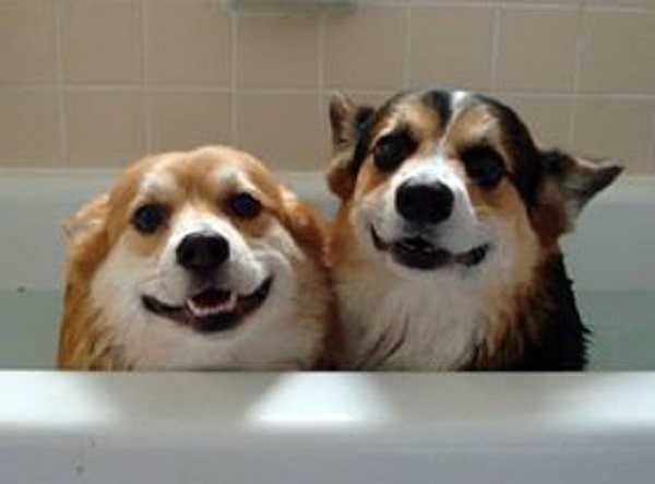 corgi il cane della Regina 