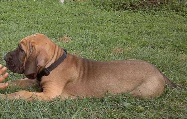 fila brasileiro aspetto