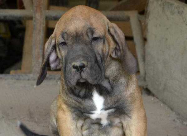 fila brasifila brasileiro originileiro