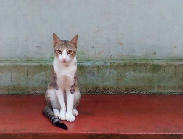 gatti in regalo 5 gatti in regalo 5