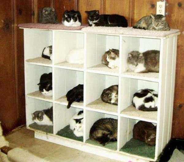 gatti in regalo 3 gatti in regalo 3