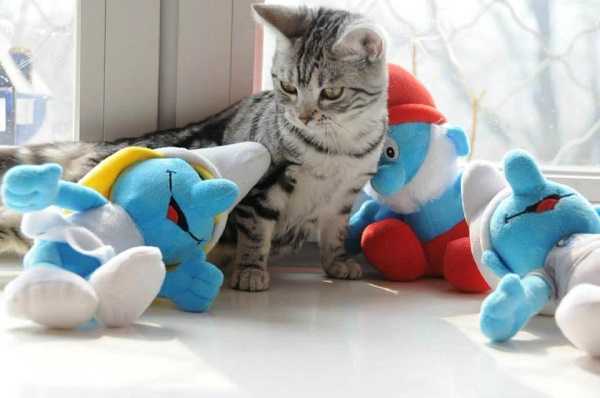 gatti in regalo 2 gatti in regalo 2