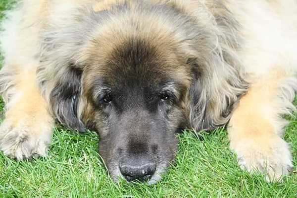 leonberger carattere