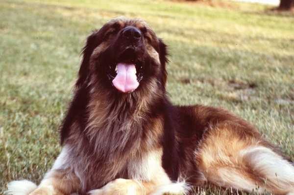 leonberger aspetto
