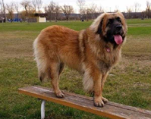 leonberger origini