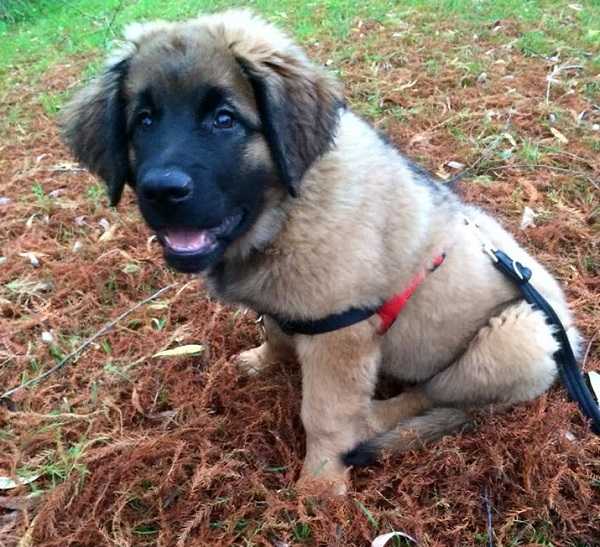 leonberger cuccioli