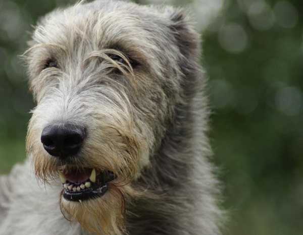 levriero irlandese allevament