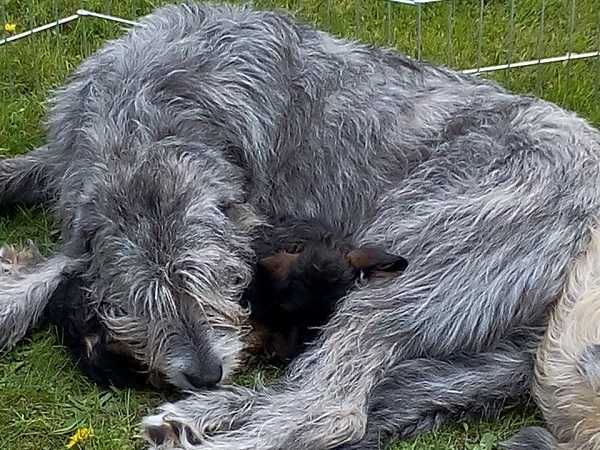 levriero irlandese aspetto