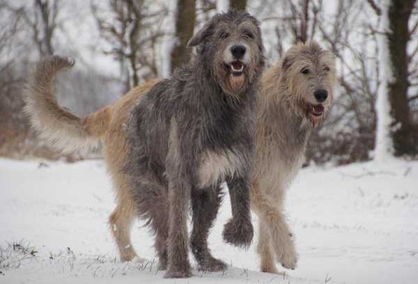 levriero irlandese origini